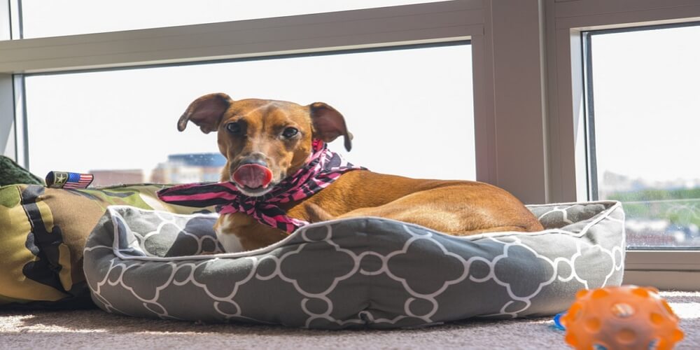 What to Look for in the Best Dog Bandana